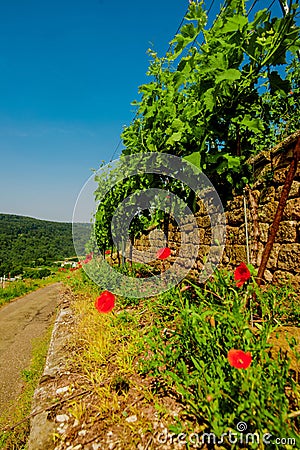 Landscape of vineyard on hill and road beside. Grape bushes with poppy on stone fence in sunny day Stock Photo