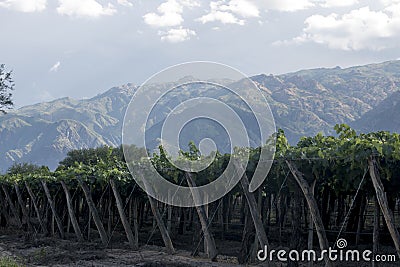 landscape of the vineyards in Cafayate, Salta Stock Photo