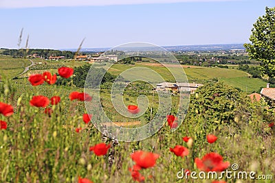 Landscape of vineyards and countryside in Beaujolais and red poppies in spring. Rhone department, France Stock Photo