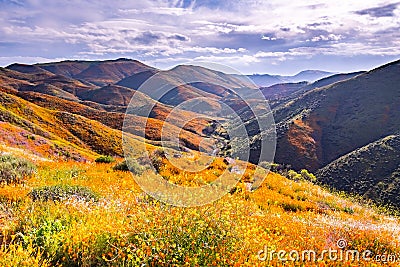 Landscape in Walker Canyon during the superbloom, California poppies covering the mountain valleys and ridges, Lake Elsinore, Stock Photo