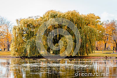 Landscape of a weeping willow tree during the fall by the pond in Riverside Park in Grand Rapids Michigan Stock Photo