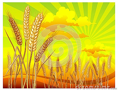 Landscape with wheat Vector Illustration