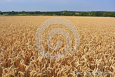 Landscape of wheat field at harvest time Stock Photo