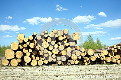 Landscape width stacked pine logs Stock Photo