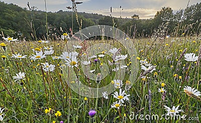 Landscape of wild flowers in an ancient hay meadow Stock Photo