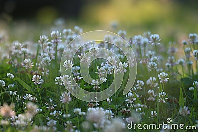 landscape wild white flowers in field Stock Photo