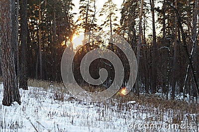 Landscape of winter forest Stock Photo