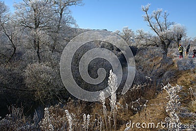 Landscape winter, frozen trees Stock Photo