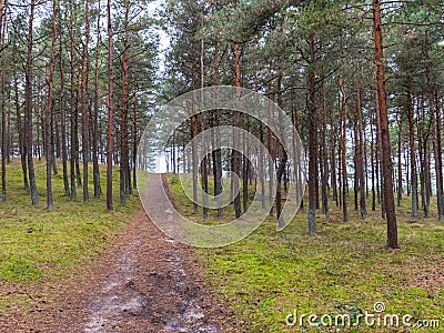 Landscape with wooden footpaths, dune sand Stock Photo