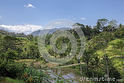 Landscape of young watered ricefield with some coconut palm in B Stock Photo