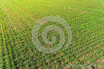 Landscape young wheat seedlings growing in a field. Agricultural field with young green wheat sprouts. Fertile agricultural land Stock Photo