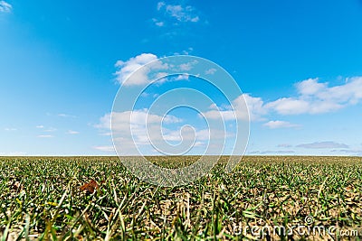 Landscape young wheat seedlings growing in a field. Natural background Stock Photo