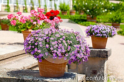 Landscaped flower garden Stock Photo