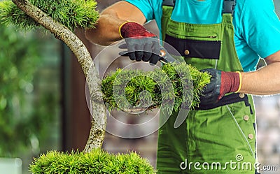 Landscaper Pruning Decorative Evergreen Tree Stock Photo