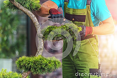 Landscaper Pruning the Plant Stock Photo