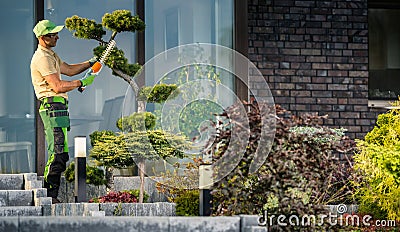 Landscaper Trimming Bonsai Stock Photo