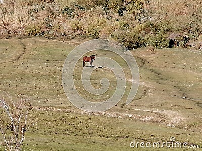 Landscapes nature horse mountain range Stock Photo