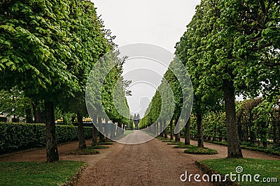 Landscaping decorative design. Raws of trees in park alley with pathways at Petergof or Peterhof Palace Stock Photo