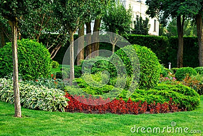 Landscaping of flower beds with flowers and green bushes. Stock Photo