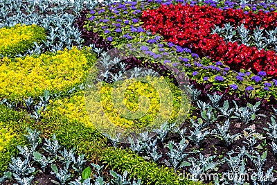 Landscaping flower beds with flowers. Stock Photo