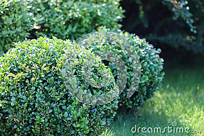 Landscaping of a garden with a bright green lawn and decorative evergreen shaped boxwood Buxus Sempervirens. Gardening concept Stock Photo