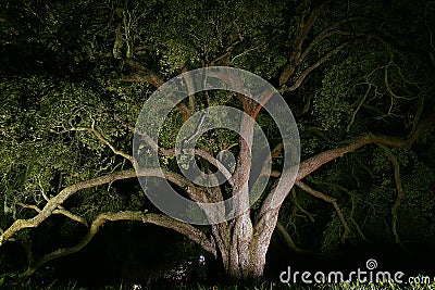 Landscaping - Oak Tree Lit At Night Stock Photo