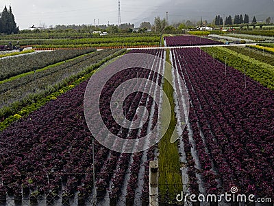 landscaping, sapling and horticultural production Stock Photo