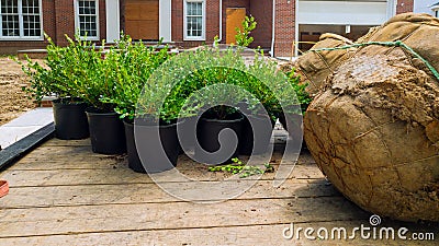 landscaping tree green garden near the house Stock Photo