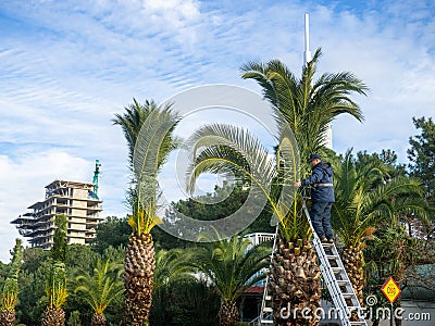 Landscaping workers tie palm leaves with rope. Palm tree leaves trimmed by gardeners at the resort. December at sea. Enclosing the Editorial Stock Photo