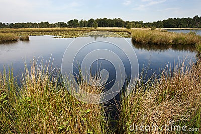 Landschap Kampina; Landscape Kampina, Netherlands Stock Photo