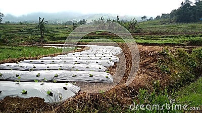 Landwirtschaftliche Atmosphäre Gartenarbeit mit natürlichen Methoden stock footage Landwirtschaftliche Atmosphäre Gartenarbeit mit natürlichen Methoden stock footage