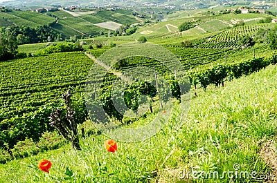 Langhe, hilly wine region in Piedmont, Italy Stock Photo