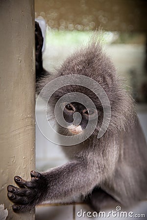 Langur, Leaf Monkey Stock Photo