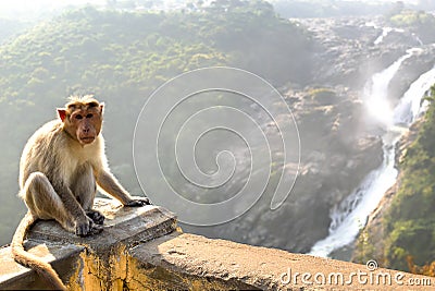 Monkey posing on Shimsa falls, India Stock Photo