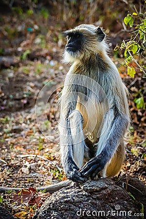 Langur monkey Stock Photo