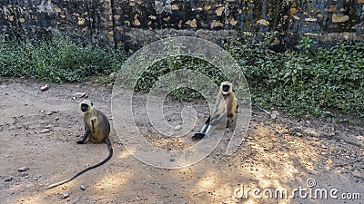 Langur monkeys are resting on the side of a dirt road. Stock Photo