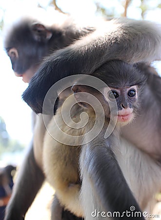 Langur Primate Monkey Rests its Arm on the Head of a Nearby Youngster. Stock Photo