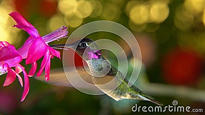 Langzaam bewegende vrouwelijke kolibrie die de mannetjes uit de buurt van de bloem haalt stock footage Langzaam bewegende vrouwelijke kolibrie die de mannetjes uit de buurt van de bloem haalt stock footage