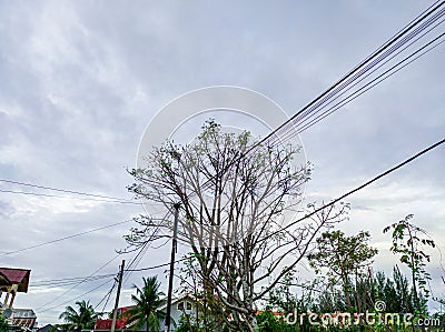 Lannea coromandelica a horse tree Stock Photo