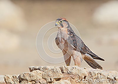 Lanner Falcon Stock Photo