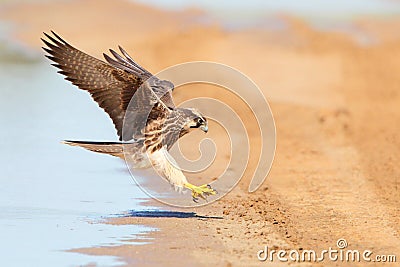 Lanner Falcon in flight landing near water Stock Photo