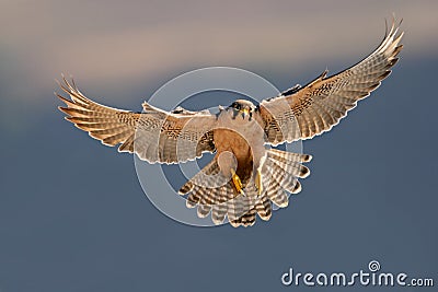 Lanner falcon landing Stock Photo