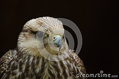 Lanner Falcon Stock Photo