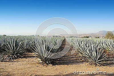 Lanscape tequila mexico Stock Photo