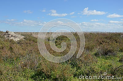 Lansdcape marsh Stock Photo