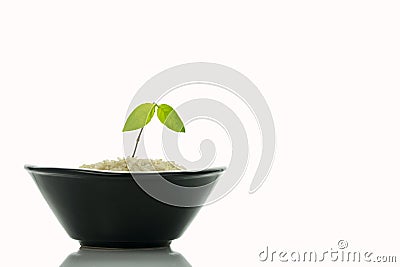 Lant growing on grain white rice in black bowl with white background. Stock Photo