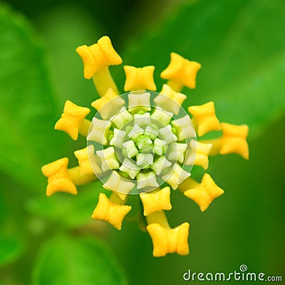 Lantana camara Stock Photo