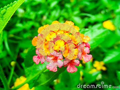Lantana camara colorful bloom in spring Stock Photo