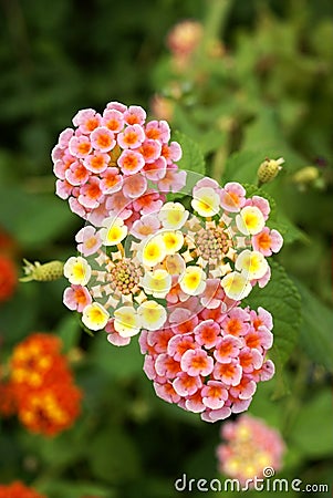 Lantana camara flower Stock Photo