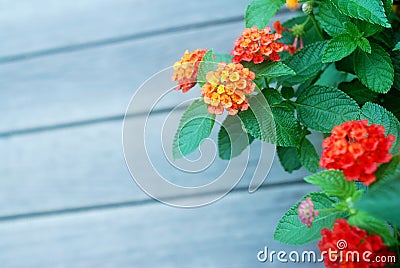 Lantana camara Stock Photo